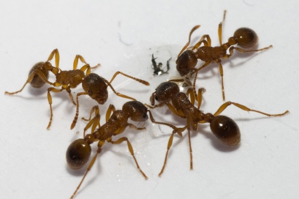 Уничтожение муравьев   в Павловском-Посаде 