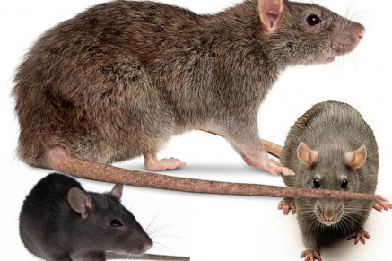 Уничтожение крыс   в Павловском-Посаде 