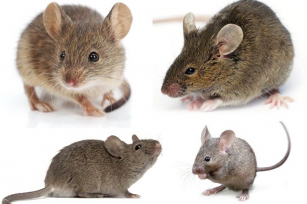Уничтожение (дератизация) мышей   в Павловском-Посаде 