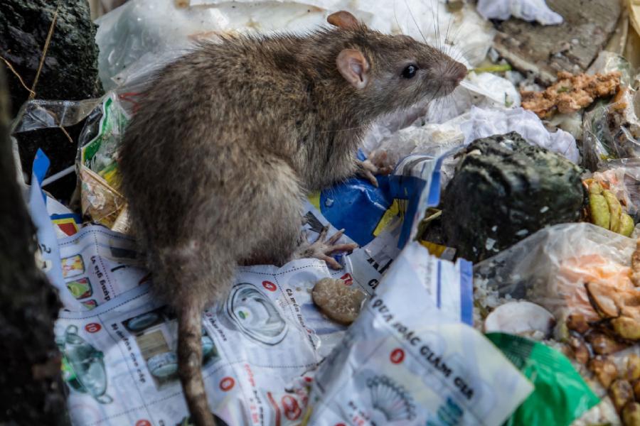 Уничтожение мышей в подвале жилого дома ЖК Победа Уничтожение мышей в подвале жилого дома ЖК Победа
