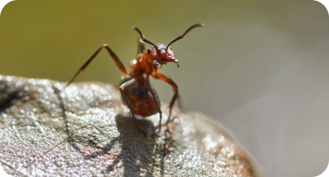 Уничтожение муравьев СЭС